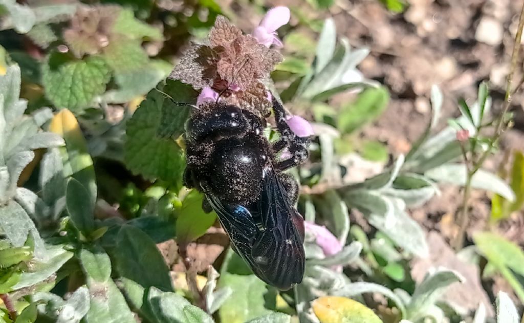 Apidae Xylocopinae: femmina di Xylocopa sp.
